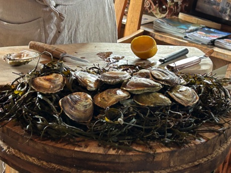 fresh oysters ready!